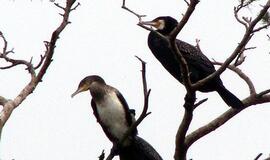 Didieji kormoranai – per daug demonizuoti paukščiai