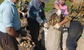 Padėti kaimynui nusikasti bulves, aparti žemę, nušienauti pievą bus galima nebaudžiamai