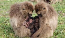 Pavojus gyvūnų rūšių įvairovei