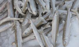 Stintų žvejyba ant Kuršių narių ledo