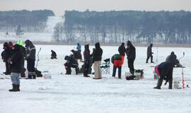 Stintų žvejyba ant Kuršių narių ledo
