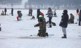 Stintų žvejyba ant Kuršių narių ledo