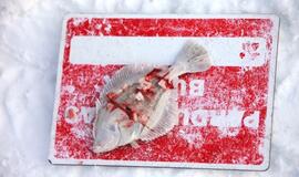 Stintų žvejyba ant Kuršių narių ledo