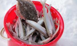 Stintų žvejyba ant Kuršių narių ledo