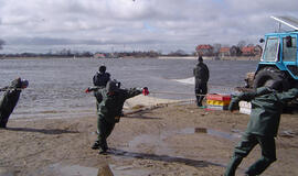 Prasideda kova dėl stintų žvejybos vietų Nemuno deltoje