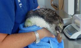 Nugaišo pingvinas, sukoręs 2 tūkstančius kilometrų