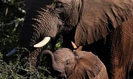 Pirmieji dveji Afrikos drambliuko metai nulemia jo ateitį