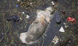 Kinijoje iš upės ištraukti beveik 6 tūkstančiai kiaulių gaišenų