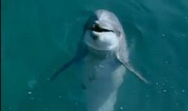 Rusija tvirtina, kad Ukrainos vandenyse jau plaukioja &quot;delfinai-žudikai&quot;