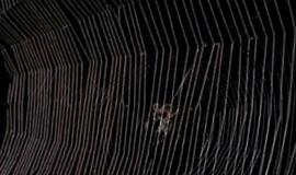 Šikšnosparnius ėdantys vorai gyvena visur
