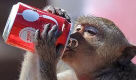 Tailande turistai kenčia nuo iš rankų maitinamų beždžionių