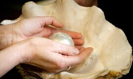 Jūrų muziejaus kriauklėje rastas įspūdingo dydžio perlas