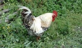 Kaliningrado srityje nustatytas Niukaslo ligos virusas