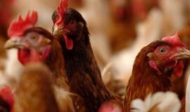 Kinijoje paukščių gripas nusinešė jau 13 gyvybių