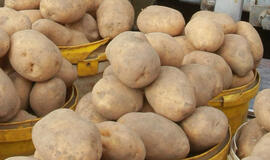 Kurį laiką teks apsieiti be bulvių?