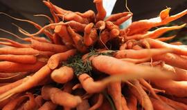 Libane užaugo gigantiška morka