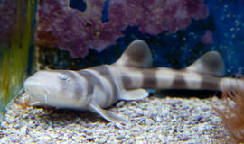 Lietuvos Jūrų muziejuje apsigyveno rykliukas