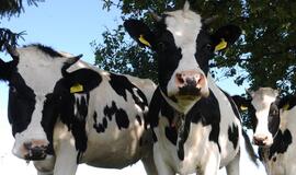 Šešiolikmečiui nustatyta reta liga - karvių raupai