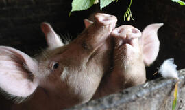 Vilkaviškio rajono kiaulių ūkyje - trichineliozės protrūkis