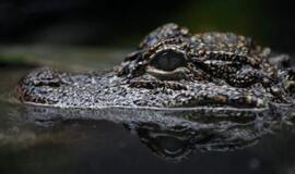 Bėglį sulaikė aligatorius