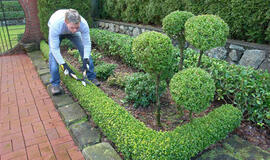 Figūrinis augalų karpymas: kaip išgauti formas