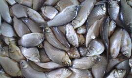 Į Kauno marias bus paleista apie 500 kilogramų žuvų