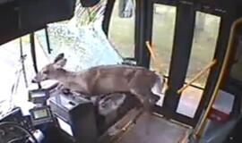 JAV į autobusą pro langą įskriejęs elnias išlipo pro duris lyg paprastas keleivis (video)