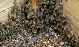 Pasvalio rajone pavogtos keturių avilių bičių šeimos su koriais