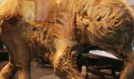Rusijoje rasti mamutės palaikai su skystu krauju