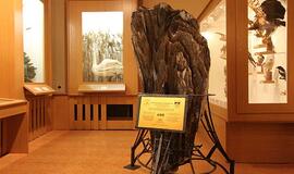 Tauragei – 20 milijonų metų menantis eksponatas