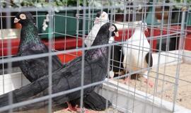 Išrinktas gražiausias karvelis