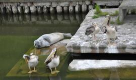 Jūrų muziejuje - egzotiškieji pelikanai