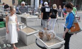 Išrinktas gražiausias karvelis