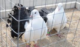 Išrinktas gražiausias karvelis