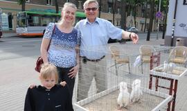 Išrinktas gražiausias karvelis