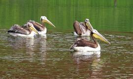 Jūrų muziejuje - egzotiškieji pelikanai