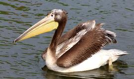 Jūrų muziejuje - egzotiškieji pelikanai