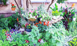 Tarp gražiausių Lietuvos gėlynų - net du Klaipėdos darželiai