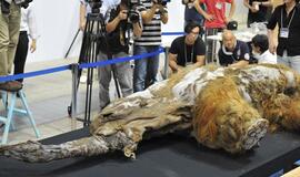 Japonijoje eksponuojamas 39 tūkst. metų senumo mamutas