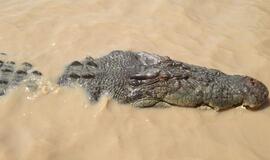 Australijoje jaunas vyras tapo krokodilo auka