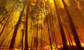 JAV: gaisras Kalifornijoje jau apėmė 600 kv. kilometrų teritoriją