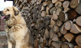 Malkų kainos nesikeičia