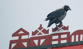 Neringa tęsia įtartinų pirkimų vajų