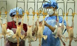 Paukščių gripo virusas H7N9 gali būti perduodamas žmogaus žmogui