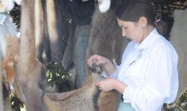 Amatų dienos Nidoje