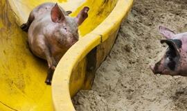 Ūkininkas savo kiaulėms įrengė purvo pramogų parką