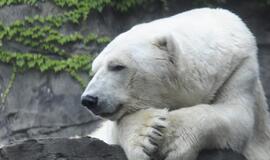 Užmigdytas Niujorko zoologijos sodo simbolis - baltasis lokys Gusas