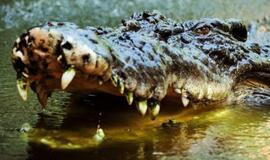 Australijoje krokodilas dviem savaitėm saloje "įkalino" turistą