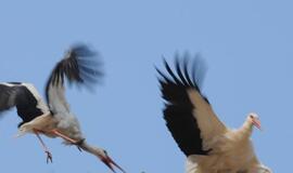 Bauginimai pasvalietei - negyvas gandras ir plakatai su grasinimais