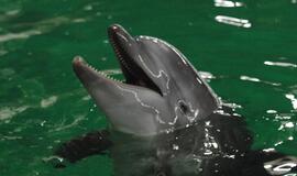 Į namus iš Graikijos parskraidinti dar trys delfinai